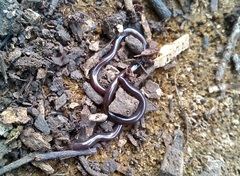 Amerotyphlops tycherus