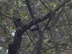 Dryobates stricklandi