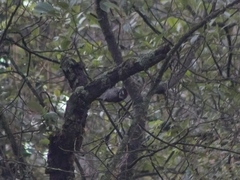 Dryobates stricklandi