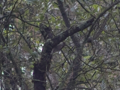 Dryobates stricklandi