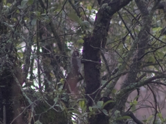 Dryobates stricklandi