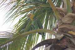 Amazona oratrix tresmariae