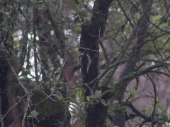 Dryobates stricklandi