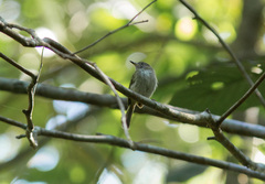 Hemitriccus griseipectus