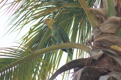 Amazona oratrix tresmariae