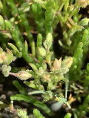 Spergularia canadensis