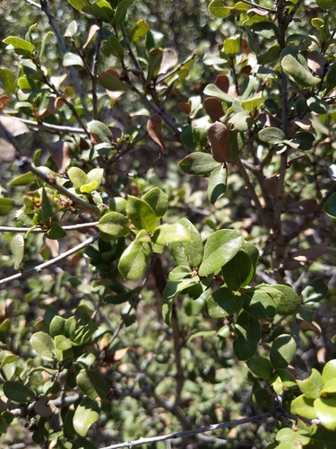 Image of Quercus cedrosensis by no rights reserved