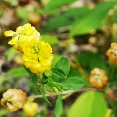 Trifolium campestre
