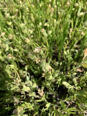 Spergularia canadensis