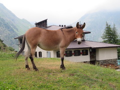 Equus asinus × caballus