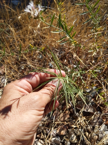 Image of Monardella stoneana by no rights reserved