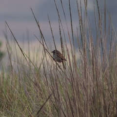 Xenospiza baileyi