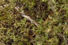 Elaphe quatuorlineata