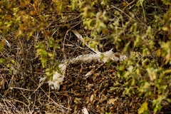 Elaphe quatuorlineata