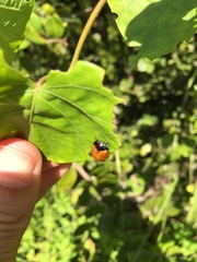 Chelymorpha cribraria