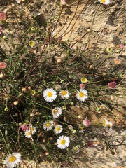 Erigeron karvinskianus