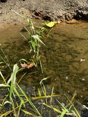 Elodea nuttallii