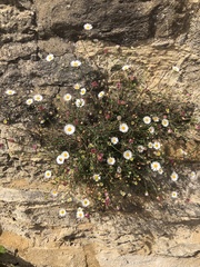 Erigeron karvinskianus