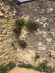 Erigeron karvinskianus