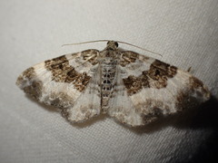 Epirrhoe rivata