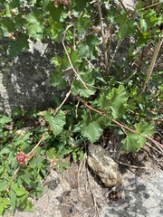 Rubus deliciosus