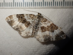 Epirrhoe rivata