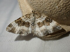 Epirrhoe rivata