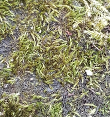 Oxyrrhynchium hians