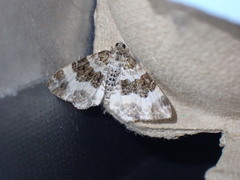Epirrhoe rivata