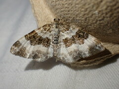 Epirrhoe rivata