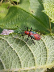 Sphictyrtus sumtuosus