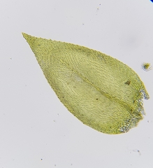 Oxyrrhynchium hians
