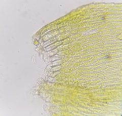 Oxyrrhynchium hians