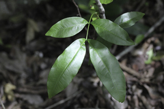 Exothea paniculata