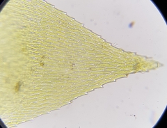 Oxyrrhynchium hians