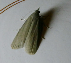 Aphomia sabella