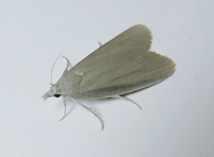 Aphomia sabella