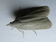 Aphomia sabella