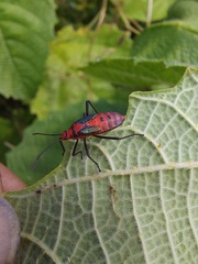 Sphictyrtus sumtuosus