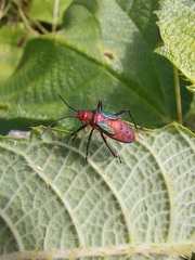 Sphictyrtus sumtuosus