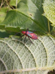 Sphictyrtus sumtuosus