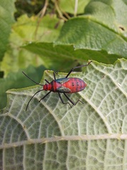 Sphictyrtus sumtuosus