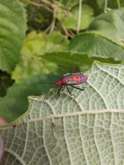 Sphictyrtus sumtuosus