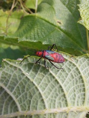 Sphictyrtus sumtuosus