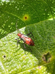 Sphictyrtus sumtuosus