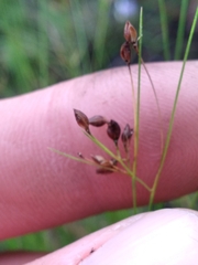 Rhynchospora rariflora