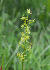 Platanthera tipuloides