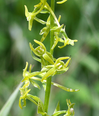 Platanthera tipuloides