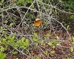 Danaus chrysippus dorippus