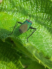 Sphictyrtus sumtuosus